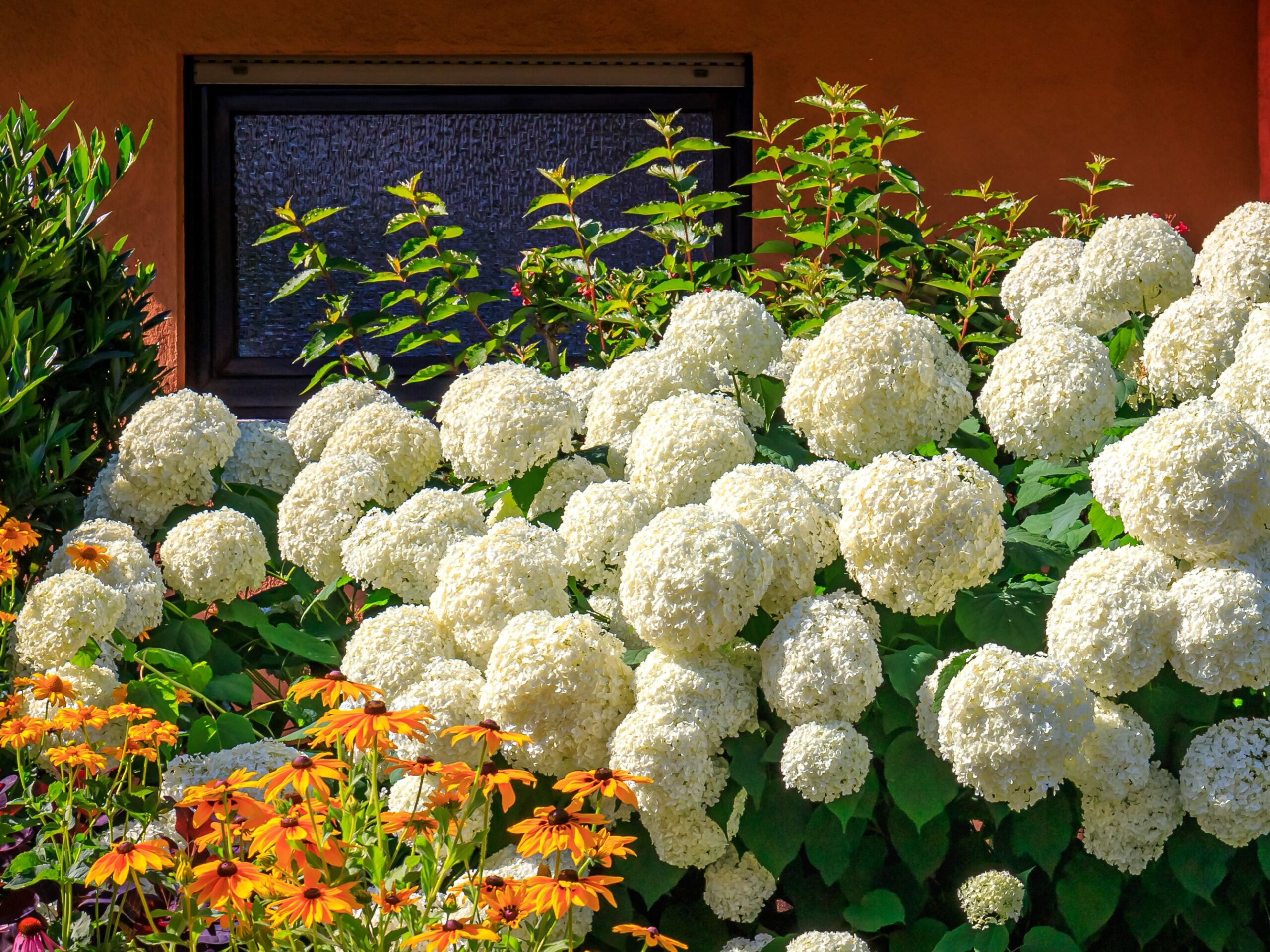 Hortensia Strong Annabelle - Haagplantenkopen-nl