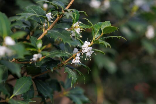 Schijnhulst heterophyllus - haagplantenkopen-nl