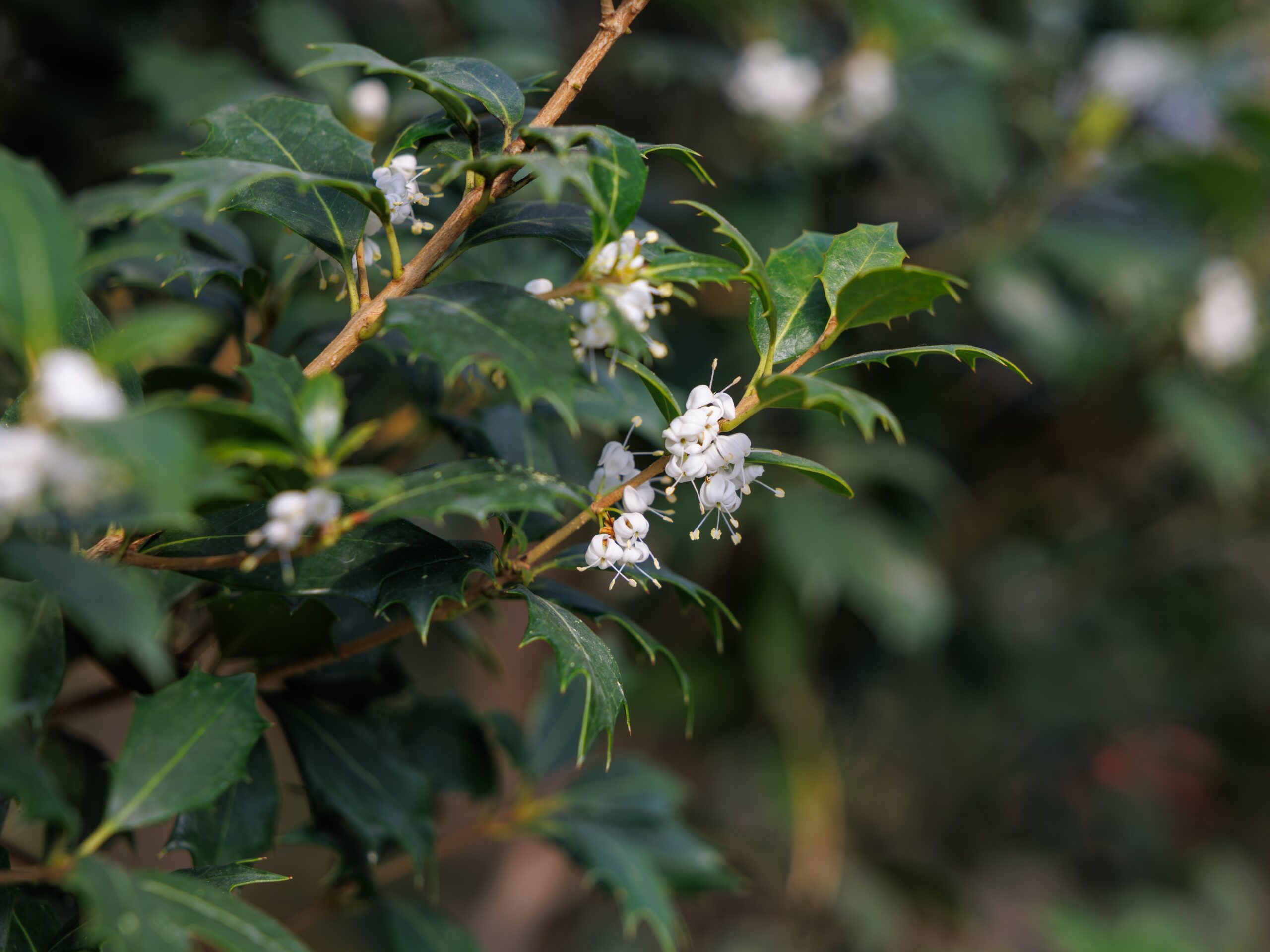 Schijnhulst heterophyllus - haagplantenkopen-nl