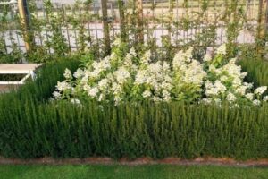 Taxus Rising Star - Haagplantenkopen-nl