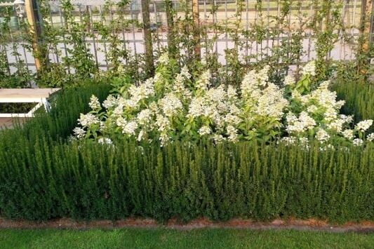 Taxus Rising Star - Haagplantenkopen-nl