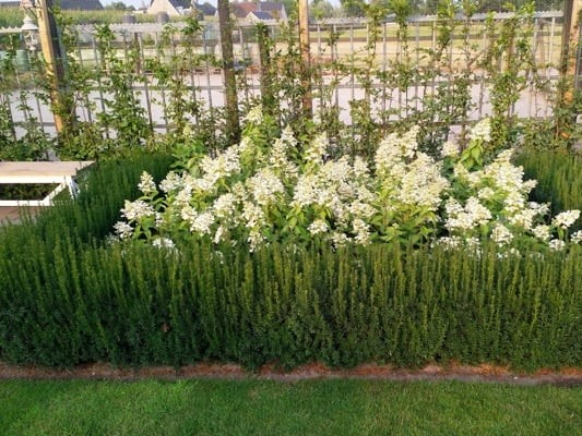 Taxus Rising Star - Haagplantenkopen-nl