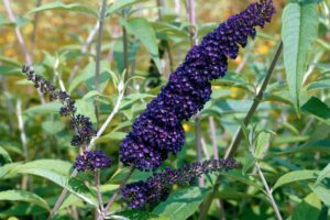 Vlinderstruik Black Knight - Haagplantenkopen-nl