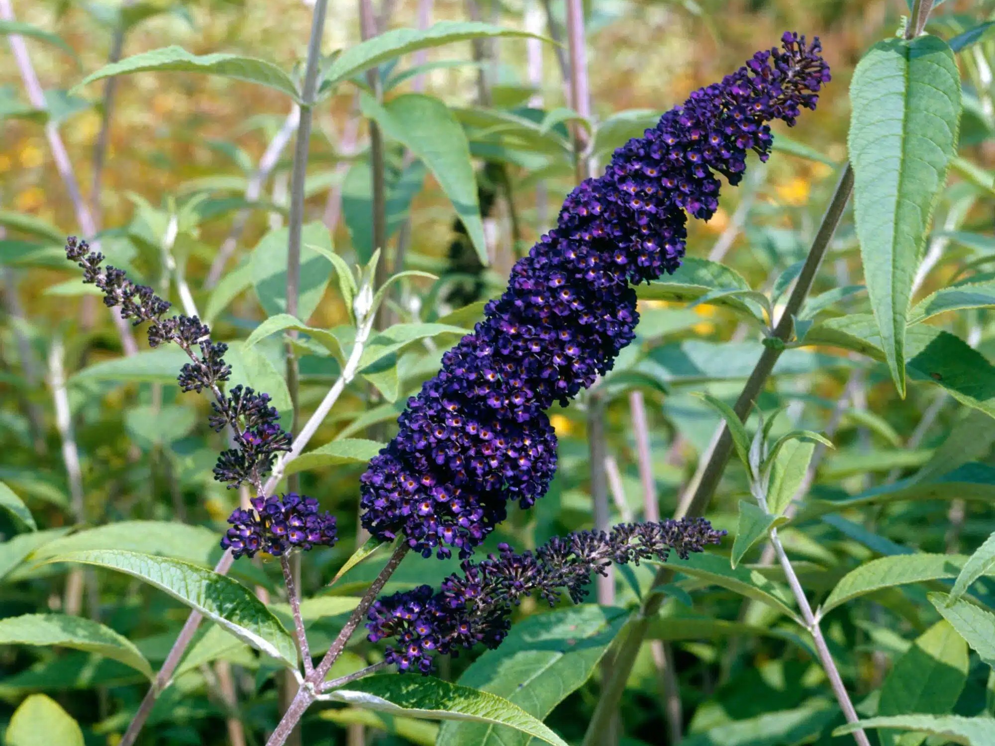 Vlinderstruik Black Knight - Haagplantenkopen-nl