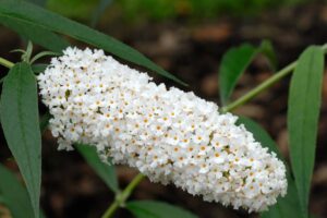 Vlinderstruik - Haagplantenkopen-nl