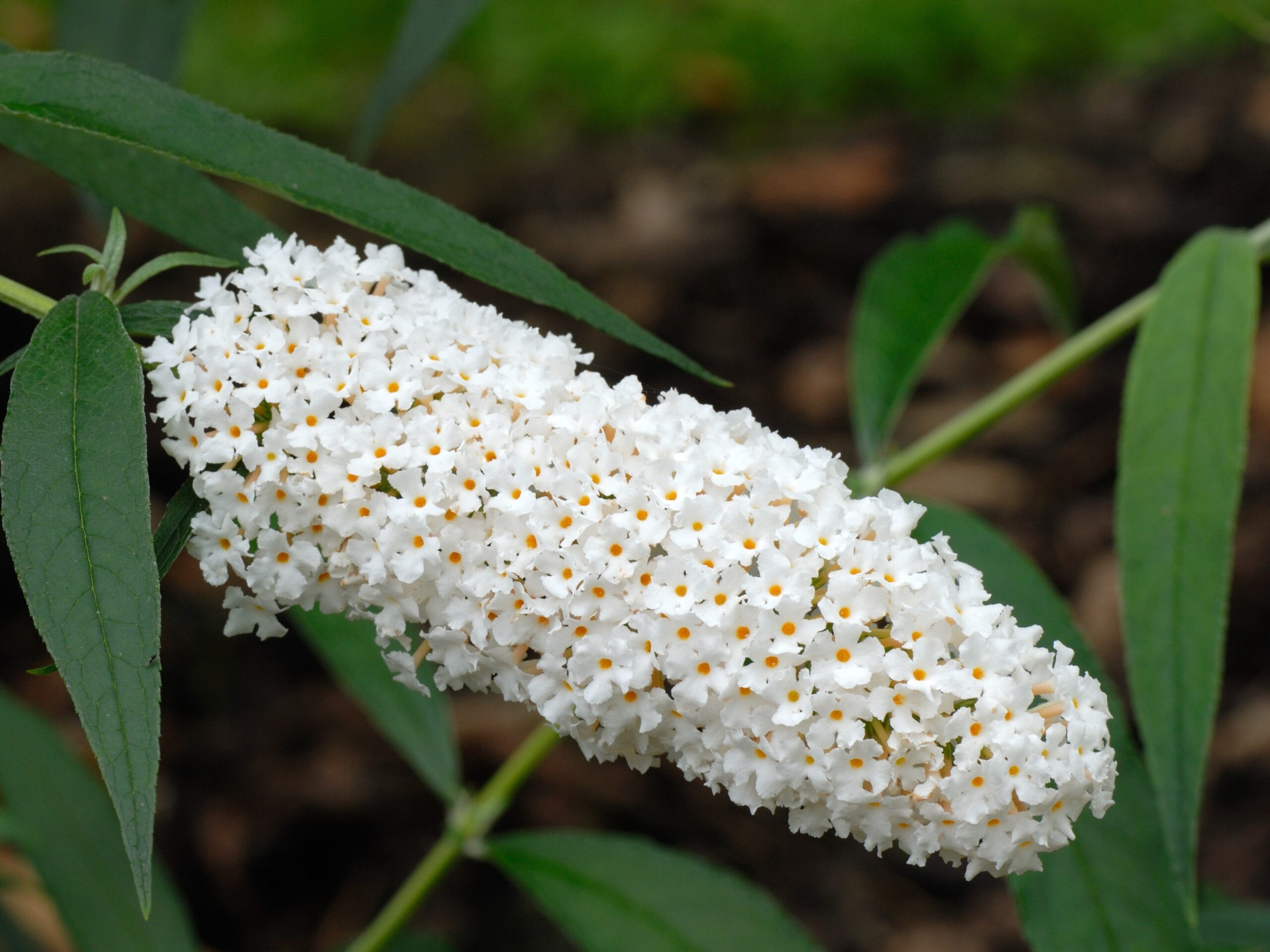 Vlinderstruik - Haagplantenkopen-nl
