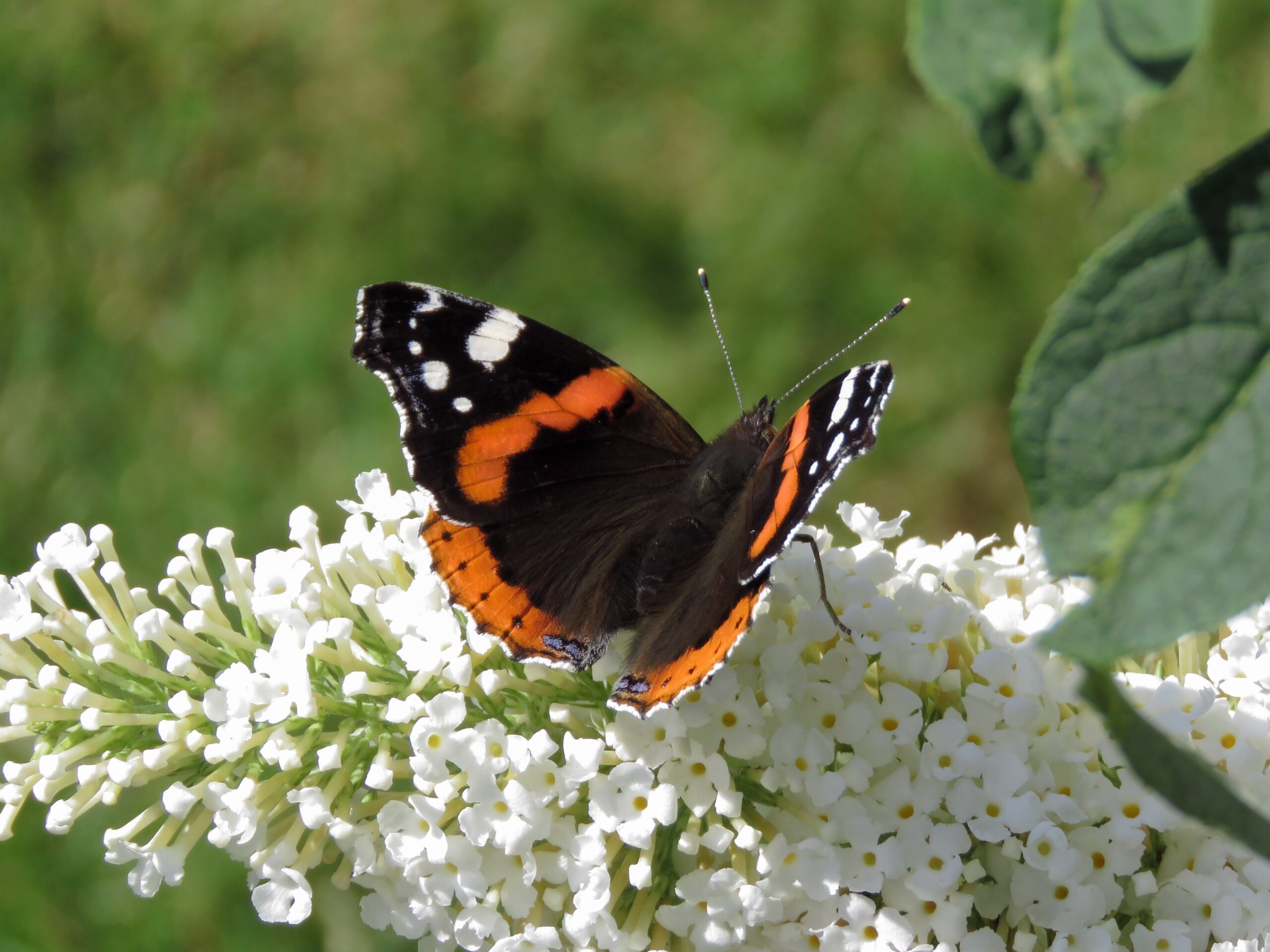 Vlinderstruik - White Profusion - Haagplantenkopen-nl